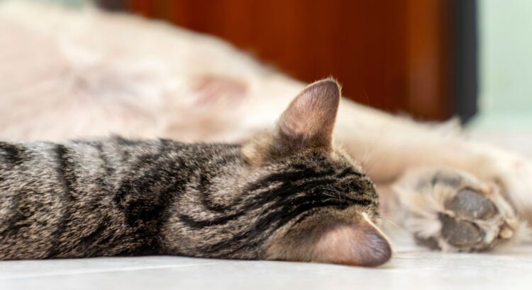 Brigitte Bardot décédée à 91 ans : cette somme colossale que sa fondation consacre chaque année aux animaux va vous laisser sans voix