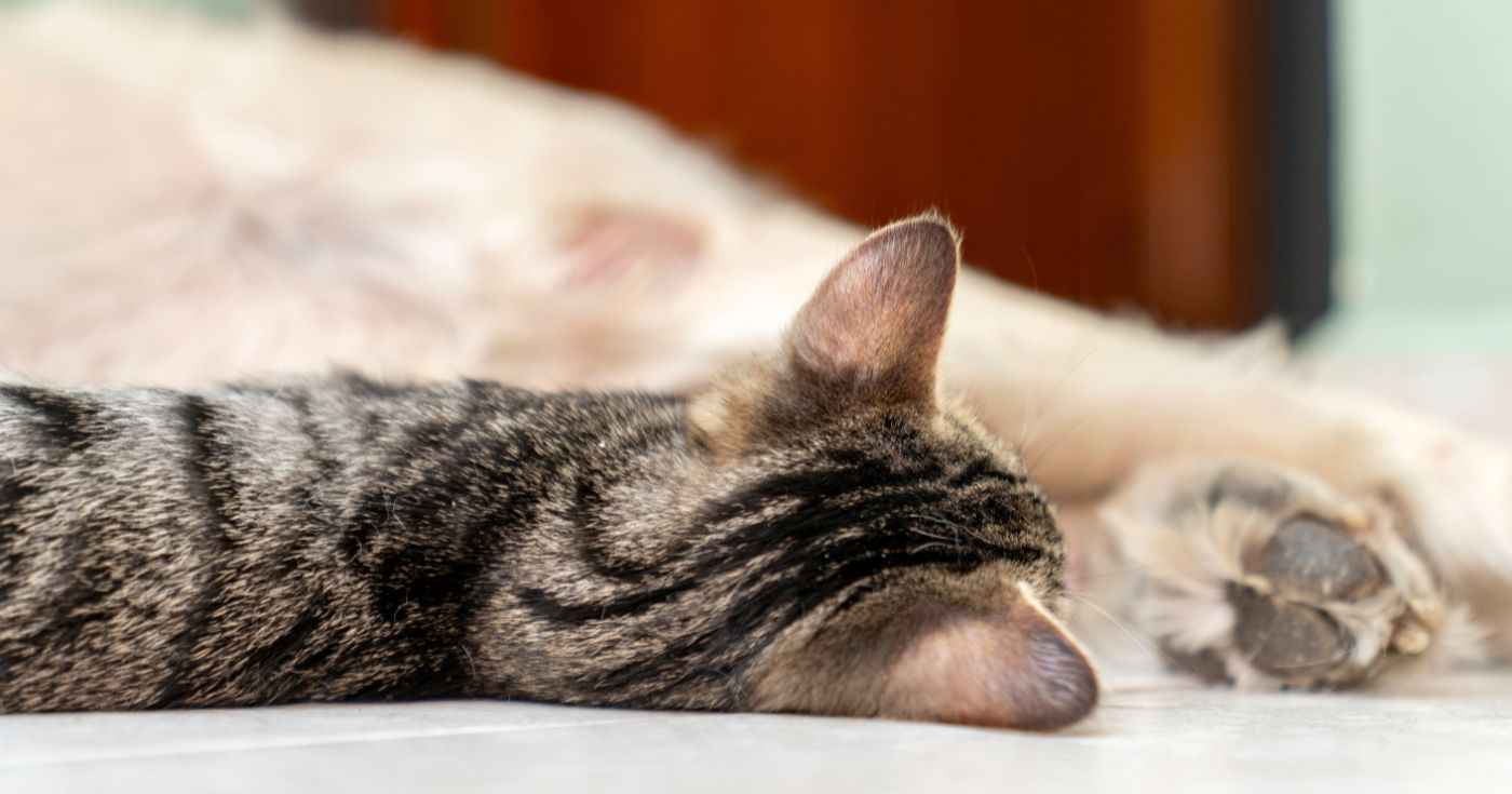 Brigitte Bardot décédée à 91 ans : cette somme colossale que sa fondation consacre chaque année aux animaux va vous laisser sans voix