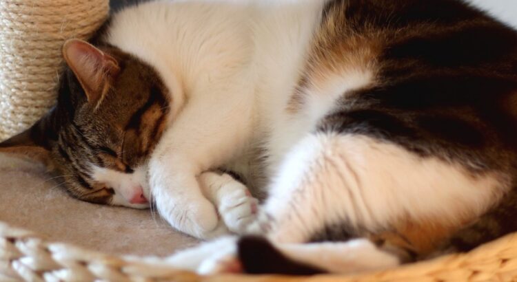 Votre chat refuse d&rsquo;aller dans son panier douillet ? L’erreur toute bête que 8 personnes sur 10 font sans s’en rendre compte