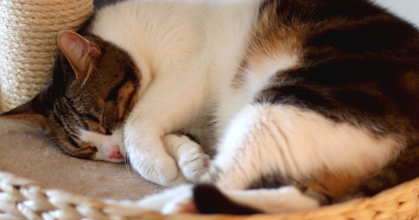 Votre chat refuse d&rsquo;aller dans son panier douillet ? L’erreur toute bête que 8 personnes sur 10 font sans s’en rendre compte