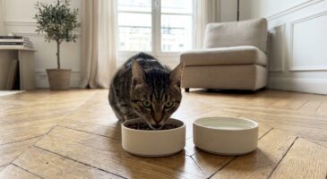 Chat stérilisé en appartement : ce type de croquettes limite les problèmes urinaires graves (vous devriez vérifier sa gamelle)