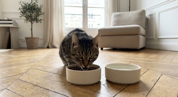 Chat stérilisé en appartement : ce type de croquettes limite les problèmes urinaires graves (vous devriez vérifier sa gamelle)
