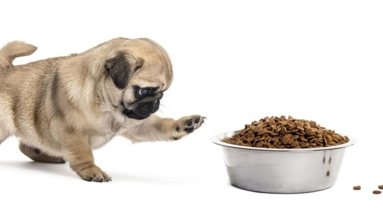 Croquettes pour chien : elles ont des avis excellents, sont adorées par les maîtres mais peuvent provoquer des troubles digestifs inquiétants