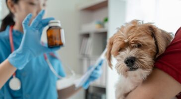 Ces croquettes allégées pour chiens et chats promettent de les faire maigrir : mais attention, les avis et études alertent sur ce que les maîtres ignorent