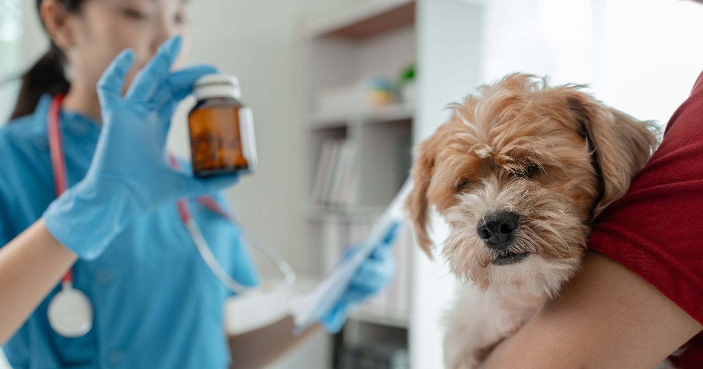 Ces croquettes allégées pour chiens et chats promettent de les faire maigrir : mais attention, les avis et études alertent sur ce que les maîtres ignorent