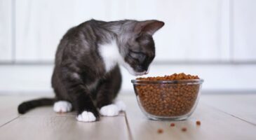 Ces croquettes pour chat sont parmi les plus recommandées en 2025 selon les avis de vétérinaires (et de nombreux maîtres)