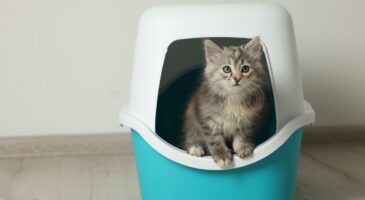 Vous vivez avec un chat en appartement ? Voici la litière que les vétos jugent la plus efficace contre les odeurs