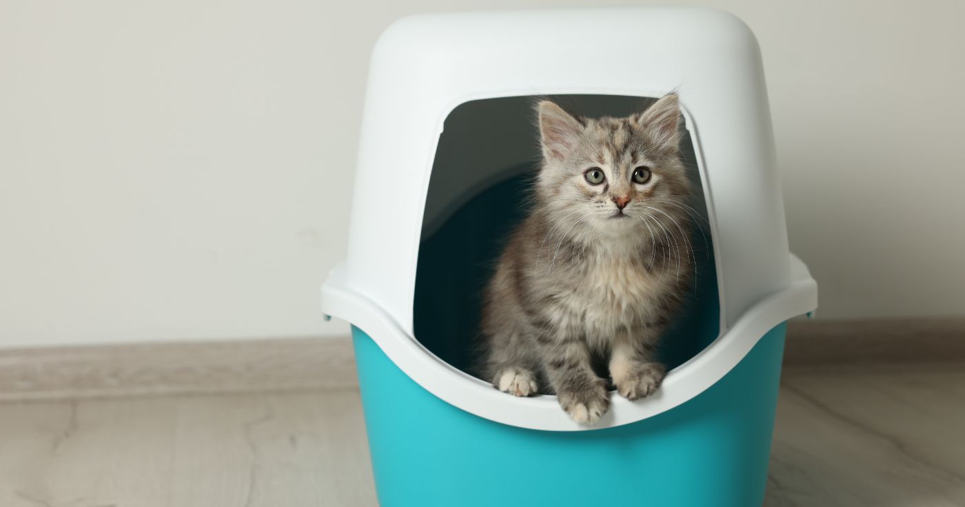 Vous vivez avec un chat en appartement ? Voici la litière que les vétos jugent la plus efficace contre les odeurs