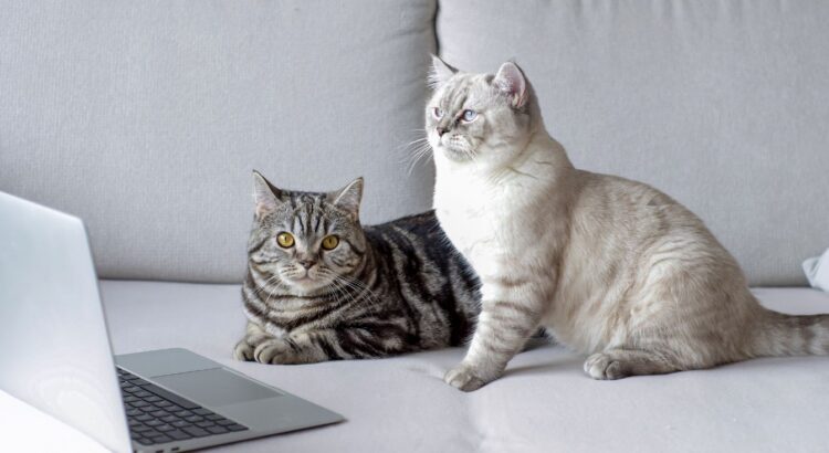 « Y’a un chat qui vit ici, non ? » : fini les mauvaises odeurs, ce produit change la vie de nombreux foyers