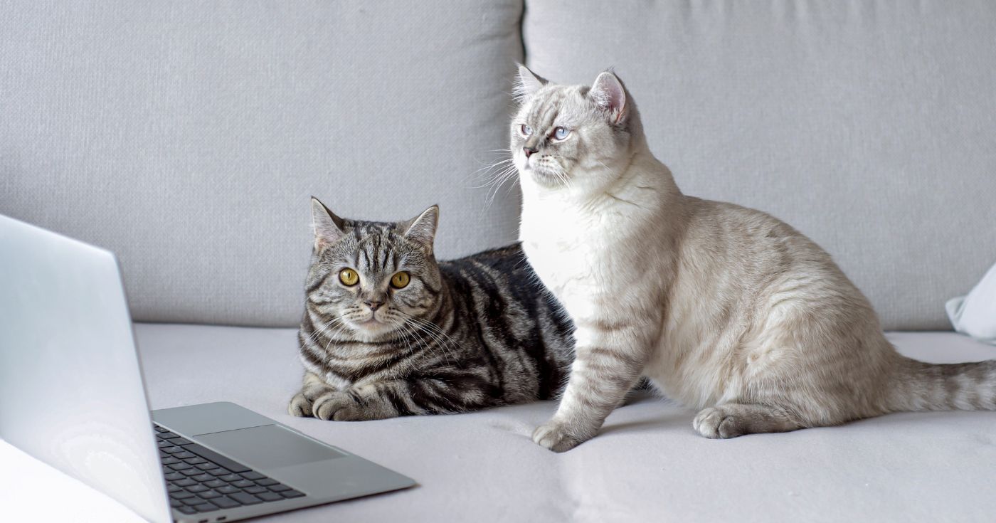 « Y’a un chat qui vit ici, non ? » : fini les mauvaises odeurs, ce produit change la vie de nombreux foyers