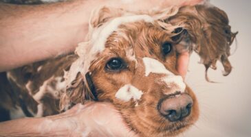 Ce shampoing pour chien est noté 4,8/5… mais sa formule inquiète de plus en plus les vétérinaires pour cette raison précise