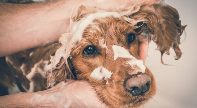 Ce shampoing pour chien est noté 4,8/5… mais sa formule inquiète de plus en plus les vétérinaires pour cette raison précise