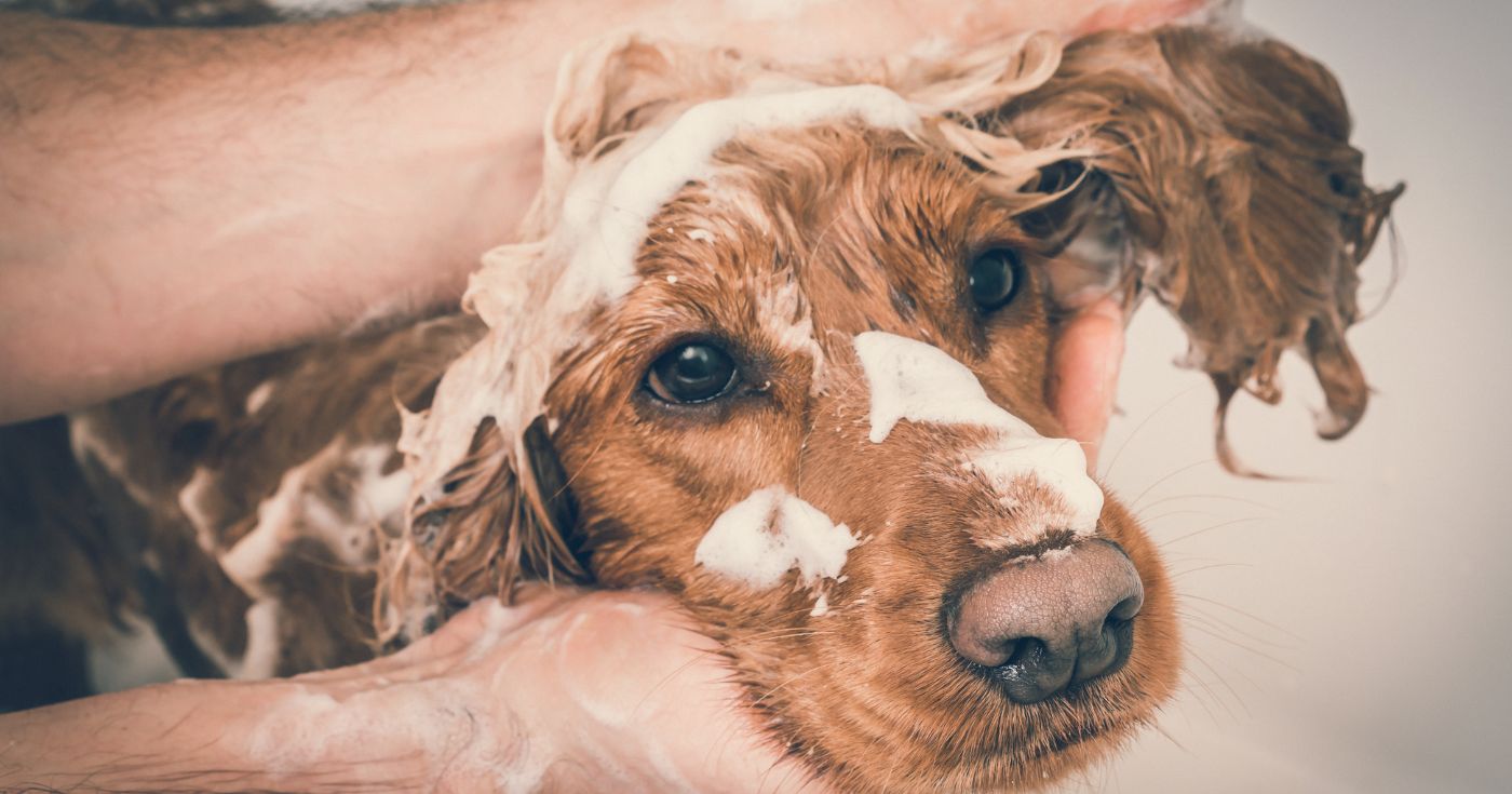 Ce shampoing pour chien est noté 4,8/5… mais sa formule inquiète de plus en plus les vétérinaires pour cette raison précise