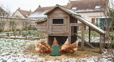 Ce petit accessoire pour poulailler chez GiFi à moins de 2 € fait exploser les stocks et change tout pour ceux qui hésitent encore
