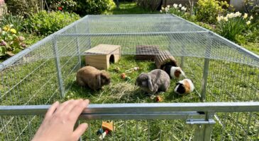 Cdiscount brade cet équipement extérieur Relaxdays pour lapins : -30 € avant les beaux jours et des stocks déjà en chute libre