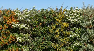 Ce choix d’arbustes épineux transforme votre clôture en haie défensive redoutable (et la plupart des jardiniers l’ignorent)