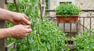 Ce légume primeur que tout le monde rate : les gestes à faire au potager pour éviter la grosse erreur du printemps