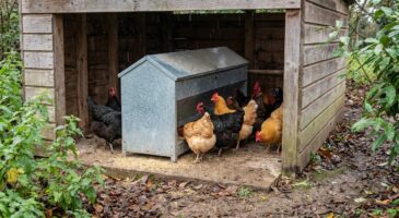 Cet équipement 11 kg pour poulailler, bradé à 52 € sur Amazon, promet de stopper le gaspillage et les rats autour de vos poules