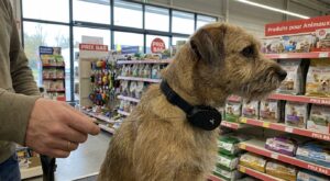 Chez Gifi, cet accessoire pour chien à 1,39 € change tout pendant les balades : pourquoi les maîtres s’arrachent ce 2-en-1