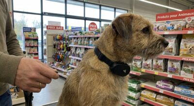 Chez Gifi, cet accessoire pour chien à 1,39 € change tout pendant les balades : pourquoi les maîtres s’arrachent ce 2-en-1