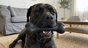 Chiens destructeurs : ce produit à 16,99 € met fin aux jouets éventrés (et évite un risque méconnu pour leur santé)