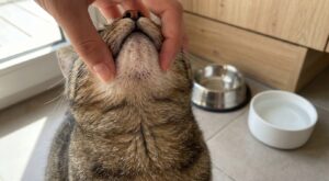 Si votre chat a ces points noirs sous le menton, ne frottez plus : ce récipient de tous les jours ruine sa peau