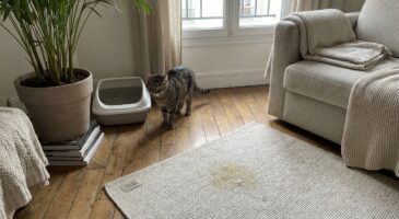 Vous avez déplacé ce coin intime de votre chat ? Cette erreur banale peut suffire à le perturber et à ruiner toute sa propreté
