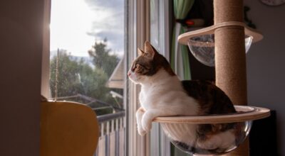 Arbre à chat : il ne va jamais dessus ? C&rsquo;est sans doute à cause de cette erreur précise (et vous pouvez l&rsquo;éviter !)