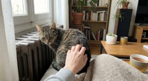 Ce coin près du chauffage qu’il ne lâche plus : les signes que votre chat souffre vraiment du froid (et qu’il faut agir)