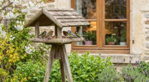Ce détail de déco à 56 € transforme votre jardin en paradis pour les oiseaux (et vous passez sûrement à côté sans le savoir)
