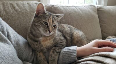 Ce détail sur la tête de votre chat révèle enfin ce qu’il ressent vraiment (et explique ces réactions que vous ne compreniez pas)