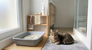 Ce produit pour chat à 5 € chez Centrakor transforme enfin ce coin impossible à nettoyer (et change l’odeur de toute la maison)