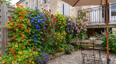 Ces 6 grimpantes annuelles ultra-fleuries transforment mur, balcon ou grillage en cocon intime dès cet été (la 3e surprend)