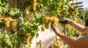 Cette plante grimpante qui donne des fruits très sucrés : les 4 gestes à connaître pour ne pas tout rater au jardin ou au balcon