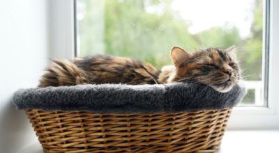 Ce panier à 12,99 € chez B&M a définitivement éloigné mon chat du panier à linge propre (et sauvé mes lessives !)