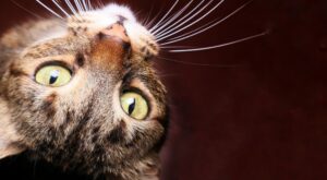 Ce détail sur la tête de votre chat révèle enfin ce qu’il ressent vraiment et explique ces réactions (bluffant !)