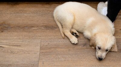 Santé du chien : ces produits que nous avons tous dans nos placards, sont en réalité de vrais poisons