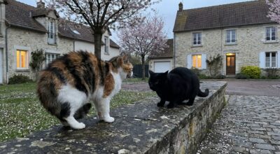 Fin mars, votre chat attaque soudain tous les autres : ce changement de saison cache souvent une cause bien plus inquiétante
