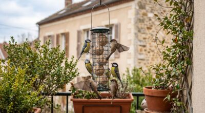 Moins de 1 € chez Action : ce petit article du rayon animalerie fait revenir les oiseaux au jardin à une vitesse folle