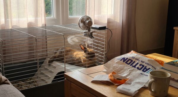 Moins de 6 € chez B&M : ce gadget USB rafraîchit vos animaux en cage, mais mal installé il peut leur faire plus de mal que de bien