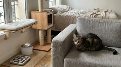Si votre chat devient ingérable quand vous partez, ces gestes méconnus peuvent apaiser l’anxiété et éviter les dégâts à la maison
