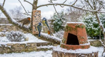 Voici cette trouvaille Action à moins d’1 € qui transforme un balcon en refuge d’hiver pour oiseaux et limite les dégâts des chats