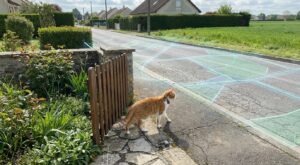 Vous croyez que votre chat reste au jardin : cette surface secrète qu’il parcourt vraiment risque de vous faire froid dans le dos