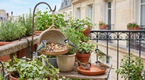 À 16 € chez Carrefour, cet accessoire de jardin attire une foule d’oiseaux et change tout dans votre jardin en quelques jours