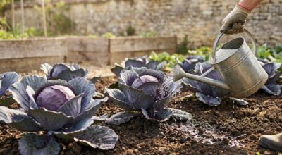 Ce légume violet riche en vitamine C désespère les jardiniers : ces gestes simples au potager changent tout à la récolte