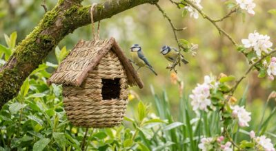 Ce petit accessoire de jardin Jardiland à moins de 10 € pourrait bien sauver les oiseaux et transformer votre extérieur