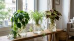 Ces 3 plantes d’intérieur dans l’eau assainissent l’air chez vous sans terreau et se maintiennent presque sans aucun entretien