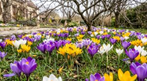 Ces petits bulbes à planter dès l’automne transforment la pelouse en feu d’artifice au printemps (mais beaucoup les utilisent mal)