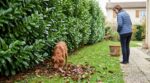 Cette haie banale de nos jardins français affole les vétérinaires : ingérée par un chien, elle agit comme un poison