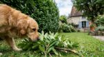Cette haie très commune dans les jardins français peut tuer votre chien, les vétérinaires s’en méfient plus que bien des poisons